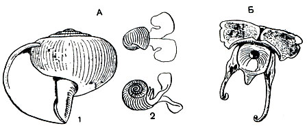 Рис. 50. Спирателла, или лимацина (Spiratella, или Limacina) (А) и Cavolinia tridentata (Б): 1 - раковина; 2 - общий вид спирателлы