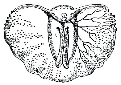 Рис. 52. Глеба (Cleba coronala - Tiedemania neapolitana)
