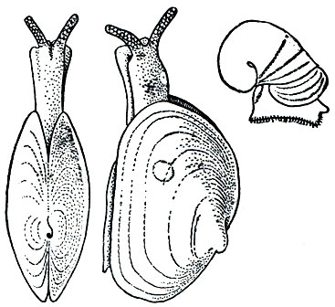 Рис. 53. Двустворчатый брюхоногий моллюск бертелиния (Bertelinia)