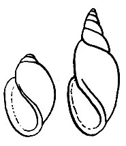 Рис. 56. Левозакрученные (леотропные) пресноводные улитки: слева - физа (Physa fontinalis); справа - аплекса (Aplexa hypnorum)