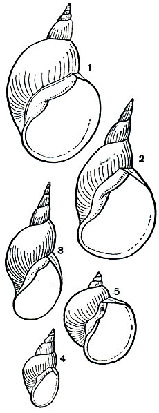 Рис. 58. Внутривидовая изменчивость раковины у обыкновенного прудовика Lymnaea stagnalis: 1 - типичная форма; 2 - var. ampliata; 3 - var. subula; 4 - var. arenaria; 5 - var. bodamica