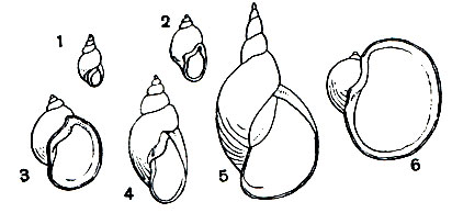 Рис. 59. Различные виды прудовиков: 1 - Galba truncatula; 2 - Radix peregra; 3 - R. ovata; 4 - Stagnicola palustris; 5 - S. stagnalis; 6 - Radix auricularia