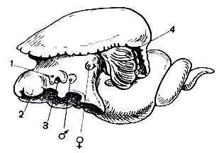Рис. 60. Левозакрученная легочная улитка миратеста (Miratesta celebensis), у которой развились вторичные жабры: 1 - глаз; 2 - ротовые лопасти; 3 - карман щупальца, образованный двумя складками; 4 - жабры