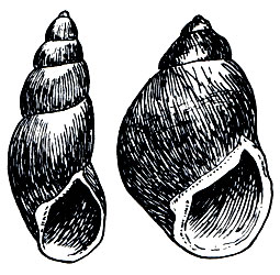 Рис. 64. Слева - клаватор (Clavator clavator), высота раковины до 10,2 ><i>см</i>. Справа - строфохилус (Strophochilus popelairianus), высота раковины до 14 см