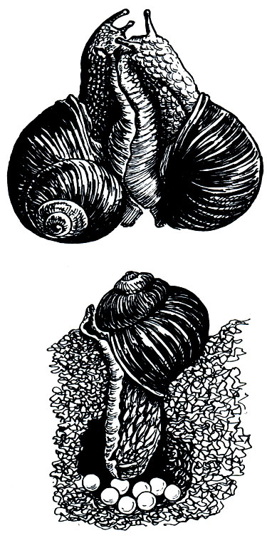 Рис. 66. Виноградная улитка (Helix pomatia): вверху - спаривание, внизу - кладка яиц
