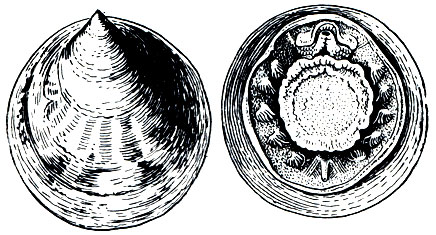 Рис. 71. Глубоководный моллюск Neopilina galatheae