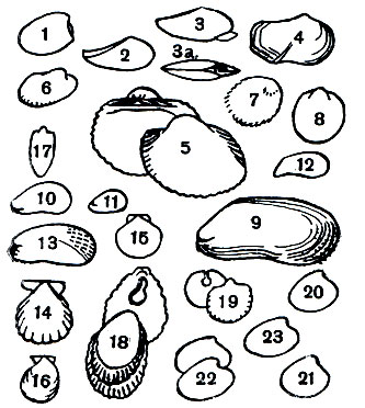 Таблица 6. Двустворчатые моллюски морей СССР. Отряд Гребенчатозубые (Taxodonta): 1 - ореховидна Ацила (Acila divaricata); 2 - леда обыкновенная (Nuculana pernula costigera); 3 - йольдия северная (Yoldia hyperborea); За - то же, вид с брюшной стороны; 4 - йольдия широкая Yoldia (Megayoldia) thraciaeformis; 5 - арка вздутая Anadara (Scapharca) broughtonii; 6 - батиарка холодноводная (Bathyarca glacialis); 7 - лимопсис (Limopsis vaginatus); 8 - пектункулюс полосатый (Glycymeris albolineatus). Отряд Связочнозубые (Dysodonta): 9 - модиола обыкновенная (Modiolus modiolus); 10 - модиола адриатическая (M. adriaticus); 11 - модиола фазеолиновая М. (Modiolula) pnaseolinus; 12 - митилястер (Mytilaster lineatus); 13 - мускулюс черный (Musculus nigra); 14 - гребешок черноморский Chlamys (Flexopecten) glabra pontica; 15 - гребешок гренландский (Propeamussium groenlandicum); 16 - гребешок глубоководный Pr. (Hyalopecten) frigidus; 17 - лима северная Lima (Limatula) hyperborea; 18 - аномия гигантская Pododesmus macrochisma; 19 - аномия шиповатая Anomia (Heteranomia) squamula aculeata. Отряд Настоящие пластинчатожаберные (Eulamellibranchia): 20 - астарта крената Astarte (Astarte) crenata; 21 - астарта атлантическая рыжая А. (А.) sulcata; 22 - астарта северная A. (Tridonta) borealis; 23 - астарта овальная A. (Elliptica) elliptica