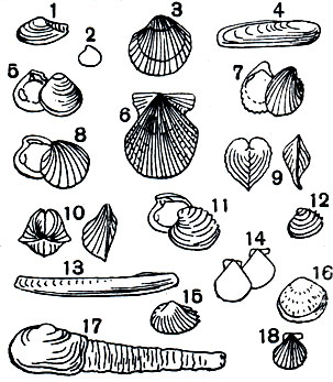 Таблица 7. Морские двустворчатые моллюски: 1 - Yoldia (Cnesterium) scissurata; 2 - Astarte (Nicania) montagui striata; 3 - Clinocardium californiense; 4 - Lithophaga lithophaga; 5 - Astarte (Tridonta) rollandi; 6 - Chlamys farreri nipponensis; 7 - Trachycardium flavum; 8 - Cyclocardia paucicostata; 9 - Corculum cardissa; 10 - Hemicardia hemicardium; 11 - Venus (Circomphalus) casina; 12 - Chamelea (Clausinella) fasciata; 13 - Ensis ensis; 14 - Propeamussium (Cyclopecten) imbriferum major; 15 - Papyridea spinosa; 16 - Glycymeris glycymeris; 17 - Mya truncata; 18 - Chlamys (Palliolum) tigerina