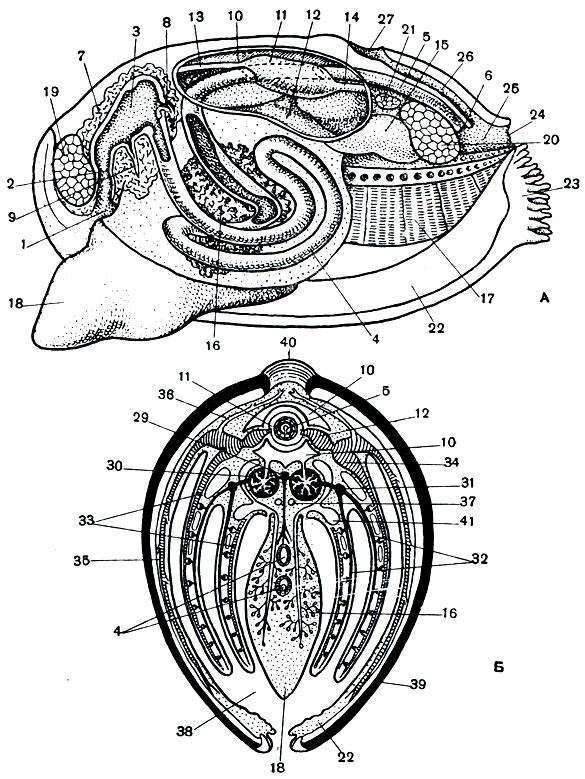 Рис. 73. Схема внутреннего строения беззубки. А - продольный разрез через тело, вид слева; Б - поперечный разрез и схема кровеносной системы. 1 - ротовое отверстие; 2 - пищевод; 3 - желудок; 4 - средняя кишка; 5 - прямая кишка; 6- анальное отверстие; 7 - печень; 8 - протоки печени; 9 - мешочек кристаллического стебелька; 10 - перикардий; 11 - желудочек сердца; 12 - предсердие; 13 - передняя аорта; 14 - задняя аорта; 15 - почка; 16 - половая железа (гонада); 17 - полужабра; 18 - нога; 19 - передний мускул-замыкатель; 20 - задний мускул-замыкатель; 21- задний ретрактор ноги; 22 - мантийная складка; 23 - вводной сифон; 2 4 - выводной сифон; 25 - клоакальная камера; 26 - спинной мантийный канал; 27 - спинное мантийное отверстие; 29 - внутренностная и ножная вена; 30 - венозная система почек; 31 - жаберные артерии; 32 - приносящие жаберные сосуды; 33 - выносящие жаберные сосуды; 34 - жаберные вены; 35 - мантийные вены; 36 - сосуды от Кеберова органа; 37 - плевральные нервные стволы; 38 - нижняя выдыхательная камера мантийной полости; 39 - створки раковины; 40 - связка; 41 - верхняя выдыхательная часть (камера) мантийной полости
