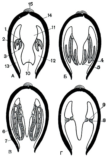 Рис. 74. Основные типы строения жабр у двустворчатых моллюсков: А - первичножаберные (Protobranchia); Б - нитчатожаберные (Filibranchia); В - настоящие пластинчатожаберные (Eulamellibranchia); Г - перегородчатожаберные (Septibranchia). 1 - ось ктенидия; 2 - наружный лепесток ктенидия; 3 - внутренний лепесток ктенидия; 4 - наружная жаберная нить, состоящая из нисходящего и восходящего колен; 5 - внутренняя жаберная нить и ее нисходящее и восходящее колена; 6 - наружная полужабра; 7 - внутренняя полужабра; 8 - мускулистая перегородка (септа), пронизанная кровеносными сосудами; 9 - отверстия в септе; 10 - нога; 11 - туловище; 12 - мантийная полость; 13 - мантия; 14 - раковина; 15 - связка (лигамент)