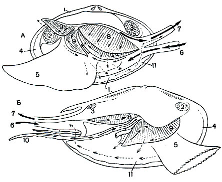 Рис. 76. Фильтрация воды двустворчатыми моллюсками для их питания и дыхания (схема). А - настоящие пластинчатожаберные; Б - первичножаберные из гребенчатозубых. 1 - раковина; 2 - передний мускул-замыкатель; 3 - задний мускул-замыкатель; 4 - мантия; 5 - нога; 6 - вводной сифон; 7 - выводной сифон; 8 - жабры; 9 - околоротовые щупальца; 10 - придатки околоротовых щупалец; 11 - псевдофекалии. Стрелки: толстые - направление основных токов воды, входящих в мантийную полость и выходящих из нее; тонкие - фильтрационные и отсортировывающие токи воды на жабрах и ротовых щупальцах; пунктирные - путь несъедобных частиц и выносящих их токов воды вдоль мантии