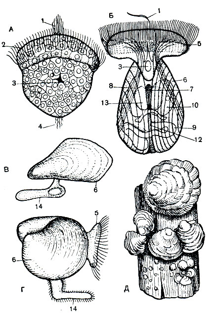 Класс Двустворчатые моллюски (Bivalvia) (В. И Зацепин, З. А. Филатова)  [1968 - - Жизнь животных. Том 2. Беспозвоночные]