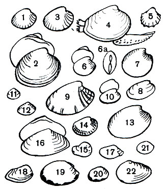 Таблица 8. Двустворчатые моллюски морей СССР. Отряд Настоящие пластинчатожаберные (Eulamellibranchia): 1 - циклокардия (Cyclocardia crebricostata); 2 - исландская циприна (Cyprina islandica); 3 - сердцевидка волосатая (Clinocardium ciliatum); 4 - сердцевидка гренландская (Serripes groenlandicus); 5 - сердцевидка малоребристая (Gardium (Acanthocardia) paucicostatum); 6 - черноморский венус-петушок (Chione (Chamelea) gallina corrugatula; 6а - то же, вид сверху; 7 - дозиния японская (Dosinia (Phacosoma) japonica); 8 - японский петушок (Venerupis (Amygdalum) japonica); 9 - тихоокеанская питария (Gallista brevisiphonata); 10 - черноморский тапес (Venerupis (Polititapes) rugata proclivis); 11 - гульдия маленькая (Gouldia minima); 12 - гомфина (Liocyma fluctuosa); 13 - мерценария стимпсона (Mercenaria stimpsoni); 14 - прототака (Protothaca euglypta); 15 - камнеточец-петрикола (Petricola lithophaga); 16 - теллина желтая (Angulus (Peronidia) lutea); 17 - теллина ангулюс (Angulus (Moerella) donacinus); 18 - гастрана хрупкая (Gastrana fragilis); 19 - известковая макома (Macoma calcarea); 20 - балтийская макома (Macoma balthica); 21 - синдесмия овальная (Abra ovata); 22 - оливковая кровянка (Sanguinolaria (Nuttallia) olivacea)