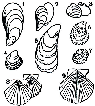 Таблица 9. Морские промысловые двустворчатые моллюски: 1 - Crenomytilus grayanus; 2 - Mytilus edulis; 3 - Saxidomus purpuratus; 4 - Ostrea edulis; 5 - Grassostrea gigas; 6 - Grassostrea virginica; 7 - Ostrea denselamellosa; 8 - Pecten maximus; 9 - Pecten (Patinopecten) yessoensis