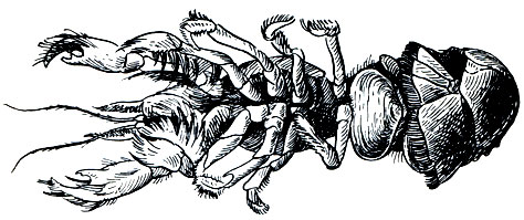 Рис. 94. Моллюск комменсал лептонида Pseudophytina rugifera, живущий на морском десятиногом раке