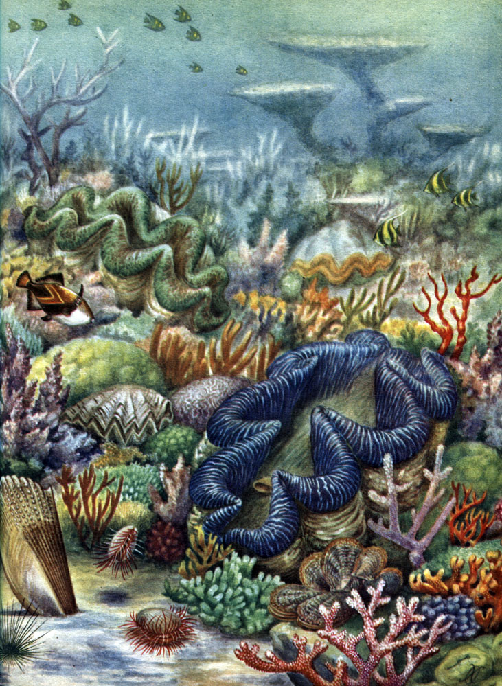 Таблица 11. Двустворчатые моллюски коралловых рифов: 1 - тридакна гигантская (Tridacna gigas); 2 - раковина-перо пинна (Pinna muricata); 3 - устрица петуший гребень (Ostrea cristagalli); 4 - лима шероховатая (Lima scabra); 5 - морские жемчужницы пинктады (Pinctada martensii)