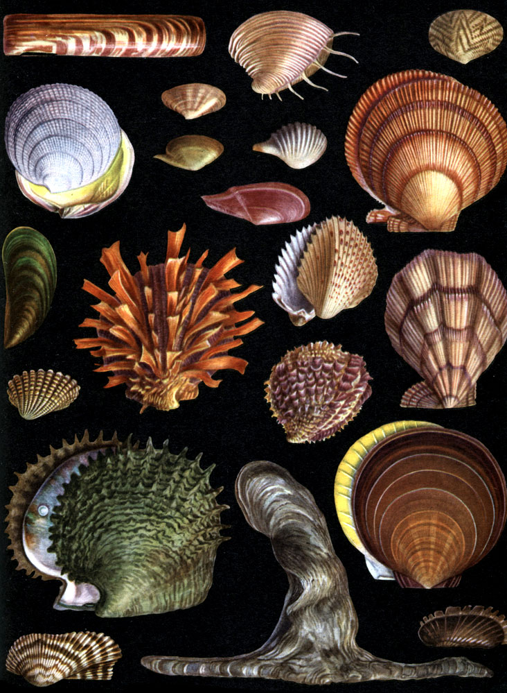 Таблица 12. Морские двустворчатые моллюски: 1 - арка полосатая (Area zebra); 2 - солемия бореальная (Solemya borealis); 3 - морской молоток (Malleus malleus); 4 - морская жемчужница (Pinctada rgaritifera); 5 - спондилюс красивый (Spondylus pictorum); 6 - амусиум японский (Amussium japonicum); 7 - гребешок Свифта (Ghlamys (Swiftopecten) swifti); 8 - исландский гребешок (Chlamys islandicus); 9 - кардита флоридская (Gardita floridana); 10 - хама чешуйчатая (Chama macerophylla); 11 - сердцевидка Фрагум (Fragum unedo); 12 - люцинида тигровая (Godakia tigerina); 13 - венерида-королевский гребень(Pitar dione); 14 - венерида - сунетта (Sunetta meroe); 15 - теллина-фараонелла (Pharaonella perieri); 16 - донакс черноморский (Donax (Paradonax) venustus); 17 - мидия зеленая (Mytilus viridis); 18 - куспидария кардиомия (Cardiomya gouldiana); 19 - спинула клювовидная (Spinula calcar); 20 - черенок большой австралийский (Solen grandis)