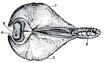 Рис. 100. Глубоководный моллюск ксилофага. сверлящий дерево (Xylophaga grevei, вид со спинной стороны): 1 - правая створка; 2 - левая створка; 3 - переднее зияние; 4 - нога; 5 - сифон