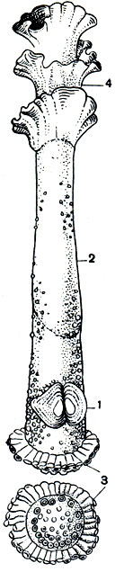 Рис. 104. Морская леечка (Brechites giganteus): 1 - раковина; 2 - ложная раковина - защитная известковая трубка; 3 - нижний конец; 4- верхний открытый конец