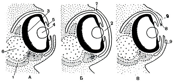 Рис. 106. Схематический рисунок глаза кальмара, каракатицы и осьминога: 1 - головной хрящ; 2 - передняя полость глаза; 3 - сетчатка; 4 - хрусталик; 5 - радужина; 6 - зрительный ганглий; 7 - отверстие в роговице; 8 - роговица; 9 - веко