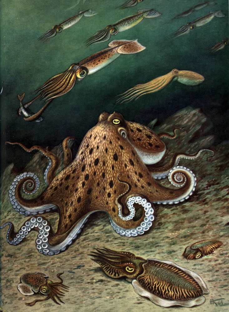 Таблица 13. Головоногие моллюски: 1 - стайка кальмаров Ommastrephes sloaneipacificus; 2 - осьминог Octopus vulgaris; 3 - россия (Rossia glaucopis); 4 - каракатица Sepia officinalis