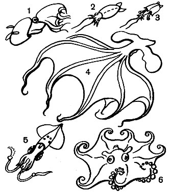 Таблица 14. Головоногие моллюски: 1 - осьминог адский вампир (Vampyroteuthis infernalis); 2 - глубоководный кальмар кранхия (Cranchia scabra); 3 - глубоководный кальмар батотаума (Bathothauma lyromma); 4 - безглазый глубоководный осьминог цирротаума (Cirrothauma murrayi); 5 - кальмар чудесная лампа (Thaumatolampas diodema); 6 - глубоководный блинообразный осьминог Opistoteuthis depressa