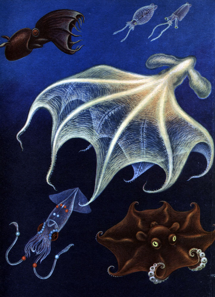 Таблица 14. Головоногие моллюски: 1 - осьминог адский вампир (Vampyroteuthis infernalis); 2 - глубоководный кальмар кранхия (Cranchia scabra); 3 - глубоководный кальмар батотаума (Bathothauma lyromma); 4 - безглазый глубоководный осьминог цирротаума (Cirrothauma murrayi); 5 - кальмар чудесная лампа (Thaumatolampas diodema); 6 - глубоководный блинообразный осьминог Opistoteuthis depressa
