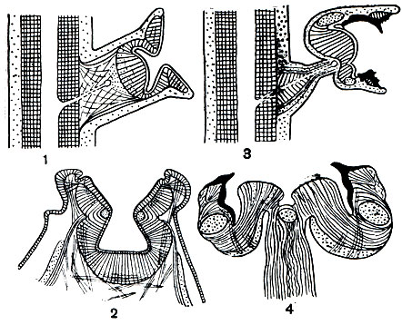 Рис. 107. Присоски Octopoda (1, 2) и присоски с роговыми зубцами Decapoda (3, 4)