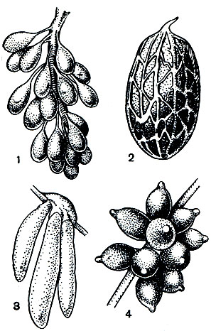 Рис. 110. Яйца головоногих моллюсков: 1 - Eledone; 2 - Cirroctopus; 3 - Loligo; 4 - Sepia
