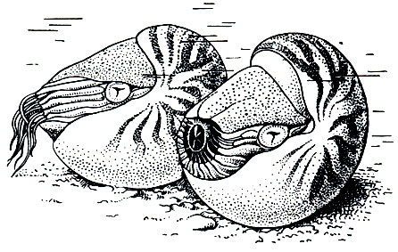 Рис. 113. Наутилус (Nautilus pompilius)
