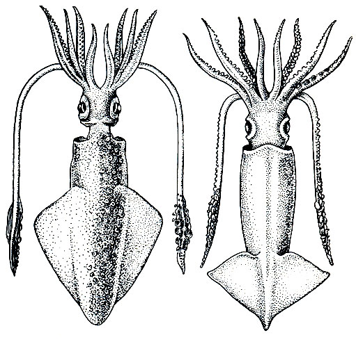 Рис. 117. Обыкновенный лолиго - Loligo vulgaris (слева) и кальмар Ommastrephes sp. (справа)