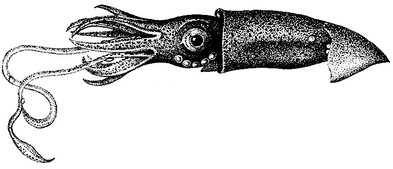 Рис. 118. Чудесная лампа (Lycoteuthis diadema)