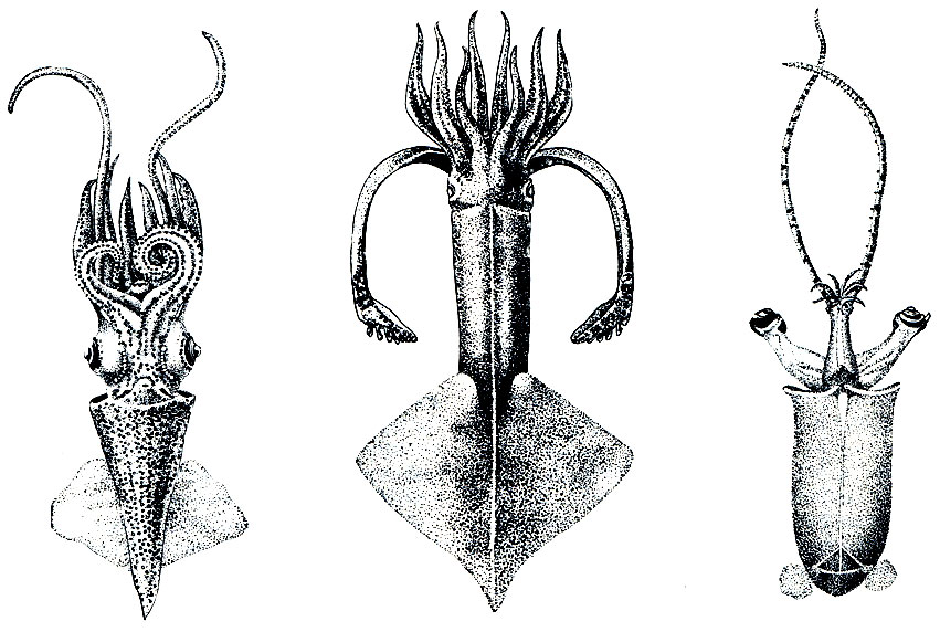 Рис. 120. Кальмары: Слева - Enoploteuthis leptura (молодой самец); посредине - Onychoteuthis banksii; справа - Bathothauma lyromma (самка)