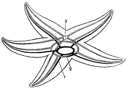 Рис. 124. Схема тройной нервной системы морской звезды: 1 - эктоневральный, 2 - гипоневральный и 3 - апикальный отдел