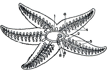 Рис. 123. Схема строения амбулакральной системы морской звезды: 1 - кольцевой канал; 2 - радиальный канал; 3 - боковые ветви радиального канала; 4 - амбулакральные ножки; 5 - ампулы амбулакральных ножек; 6 - мадрепоровая пластинка; 7 - каменистый канал; 8 - полиевы пузыри