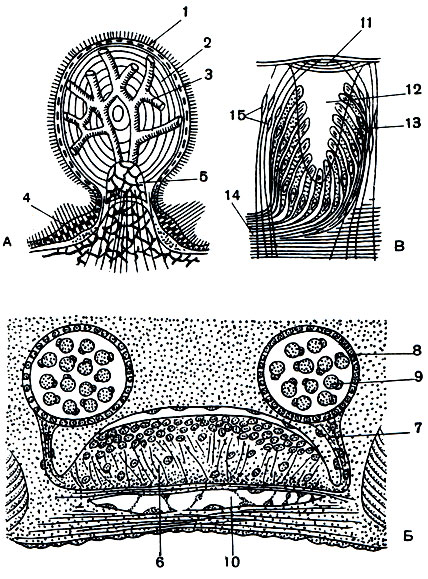 Рис. 125. Схемы строения органов чувств иглокожих: А - сферидий морского ежа (в разрезе): 1 - ресничный эпителий; 2 - известковое тело сферидия; 3 - система каналов; 4 - чувствительные клетки; 5 - стебелек сферидия, сочленованный с бугорком панциря. Б - отоцисты голотурии (в поперечном разрезе): 6 - радиальный нерв; 7 - нерв отоциста; 8 - отоцист; 9 - отолиты; 10 - радиальный канал водоносной системы. В - глазок морской звезды (продольный разрез): 11 - линза; 12 - глазная ямка; 13 - чувствительные клетки; 14 - нервные волокна; 15 - опорные клетки
