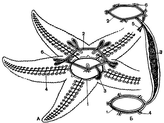 Рис. 126. Кровеносная система морской звезды: А - общая схема; Б - кольцевые каналы и осевой орган. 1 - ротовой (оральный) кольцевой канал; 2 - аборальный кольцевой канал; 3 - сосуды осевого органа; 4 - радиальные каналы; 5 - сосуды кишечника; 6 - сосуды половых желез