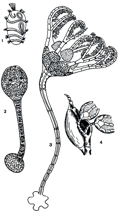 Рис. 131. Стадии развития морской лилии: 1 - долиолярия морской лилии; 2 - морская лилия на стадии цистоидеи; 3 - стадия пентакринуса; 4 - пиннула стебельчатой живородящей морской лилии Phrixometrus nutrix с пентакриноидами, развившимися в выводковой сумке