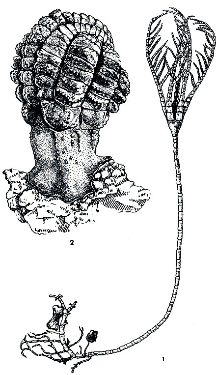 Рис. 132. Стебельчатые морские лилии: 1 - Rhizocrinus lofotensis; 2 - Holopus rangii