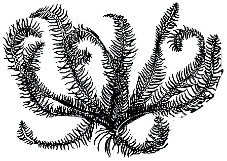 Рис. 133. Бесстебельчатая морская лилия Antedon bifida