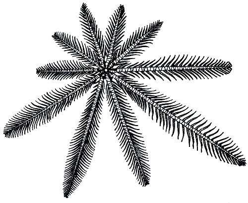 Рис. 134. Морская лилия Comatula pectinata (вид с аборальной стороны)
