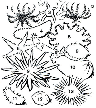 Таблица 19. Иглокожие тропических мелководий. Морские лилии: 1  - Stephanometra spicata; 2 - Lamprometra protectus. Голотурии:	4 - Holothuria scabra; 7 - Thyone miradllis; 10 - Cucumaria tricolor; 11 - Colochirus luteus. Морские звёзды: 5 - Acanthaster planci; 6 - Luidia quinaria; 12 - Culcita novae-guineae.	Морские ежи: 8 - Toxopneustes pleolus; 9 - Phyllacanthus imperialis; 13 - Diadema setosum. Офиура: 3 - Ophiothrichoides pulcherrima
