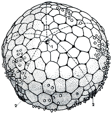Рис. 139. Шаровидная звезда Podosphaeraster polyplax, вид со спинной стороны: 1 - анальное отверстие; 2 - амбулакральная борозда. Пунктирные линии проведены по радиусам, соответствующим спинной стороне лучей