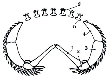 Рис. 140. Схема расположения скелетных пластинок морской звезды на поперечном разрезе луча: 1 - амбулакральная; 2 - адамбулакральная; 3 - нижняя краевая; 4 - верхняя краевая пластинка; 5 - пластинки аборальной стороны; 6 - паксиллы