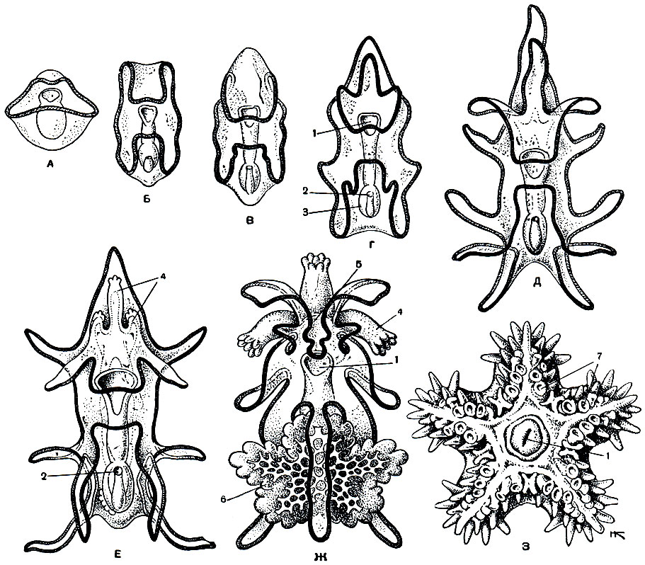 Рис. 143. Развитие морской звезды Asterias: А-Д - бишшнария; Е-Ж - брахиолярия; 3 - только что сформировавшаяся звездочка (вид с брюшной стороны). 1 - рот; 2 - анальное отверстие; 3 - желудок; 4 - руки брахиолярии; 5 - присоска; 6 - формирующаяся звездочка; 7 - амбулакральные ножки