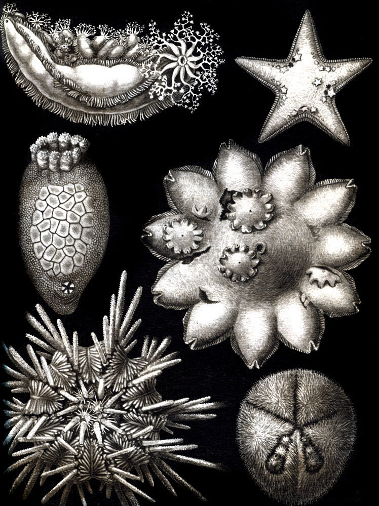 Таблица 21. Забота о потомстве у различных видов иглокожих: 1 - морская звезда Pteraster obsurus с молодью, вылезающей через покровы; 2 - морская звезда Trophodiscus uber с молодью на спине; 3 - самка Abatus philippii с маленькими ежами на спине; 4 - морской еж Ctenocidaris nutrix с маленькими ежами вокруг рта; 5 - голотурия Cladodactyla crocea с молодью на спине; 6 - голотурия Psolus ephippifer с крупными пластинками на спине, прикрывающими выводковые камеры
