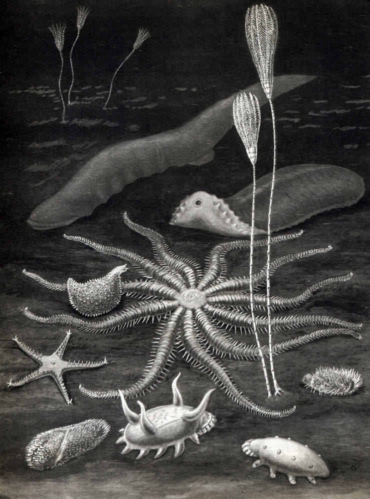 Таблица 22. Иглокожие больших глубин Тихого океана. Морская лилия: 1 - Bathycriniis pacificus. Голотурии: 2 - Paelopatides solea; 3 - Psychropotes raripes; 4 - Lpsilothuria bitentaculata; 5 - Scotoplanes murrayi; 6 - Elpidia sp. Морские звезды: 7 - Astrocles actinodetus; 8 - Styracaster horridus. Морские ежи: 9 - Aeropsis fulva; 10 - Pourtalesia tanneri