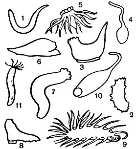 Таблица 23. Различные представители класса голурий: 1 - Cucumaria elongate; 2 - Colochirus quadrangularis; 3 - Psolus phantapus; 4 - Rhopalodinopsis capensis; 5 - Pelagothuria natatrix; 6 - Psychropotes kerhervel; 7 - Pannychia moseleyi; 8 - Peniagone lugubris; 9 - Oneirophanta alternate; 10 - Molpadia musculus; 11 - Synaptula hydriformis