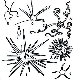 Таблица 24. Современные морские ежи и офиуры. Морские ежи: 1 - Acanthocidaris maculicollis; 2 - Salenocidaris miliaris; 3 - Arbacia spatuligera; 4 - Echinosigra paradoxa. Офиуры: 5 - Astrochlamys bruneus; 6 - Ophiocoma delicata; 7 - Opliiura multispina