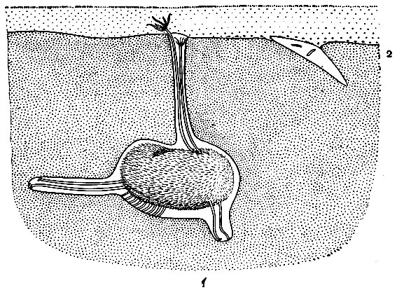 Рис. 150. Закапывание морских ежей в грунт: 1 - Echinocardium cordatum; 2 - Mellita longifissa